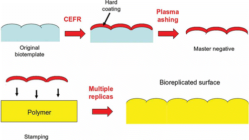 Schematic of the Nano4Bio technique.