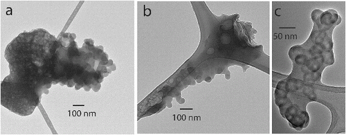 FIG. 4. TEM images of internally mixed ns-soot particles from Mexico showing (a), (b) coating, and (c) embedding, although (b) shows that the distinction is gradational. The ribbon-like features are from the lacey-carbon substrate. Samples (a) and (b) were collected from Mexico City and (c) was collected from biomass burning in Mexico. All samples were collected during the MILAGRO campaign (Adachi and Buseck Citation2008).