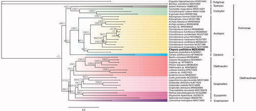 Figure 1. Phylogenetic trees inferred from maximum likelihood and Bayesian inference methods based on the 13 PCGs. Numbers separated by a slash (/) on a node represent the bootstrap support and posterior probability, respectively. The specie with mitogenome sequenced in this study is marked in bold. All GenBank accession numbers of each species were listed in the phylogenetic tree. Eogystia hippophaecolus (KC831443) and Bombyx mandarina (AB070263) were used as outgroup.