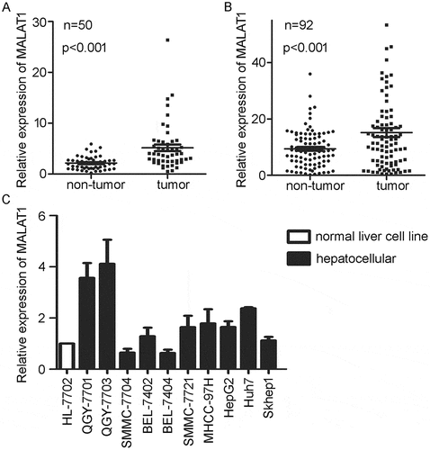 Figure 1. Higher expression of MALAT1 in HCC clinical samples and cell lines. A) Relative expression of MALAT1 in HCC tumor and paired non-tumorous tissues from TCGA. B) Relative expression of MALAT1 was detected in tumors and paired non-tumorous tissues of 92 HCC patients. C) Relative expression of MALAT1 in normal liver cell line and HCC cell lines. Results are normalized by human GAPDH and presented relative to normal liver cell line HL-7702. Data are shown as mean± s.e.m. (n = 3), *P < 0.05, **P < 0.01, ***P < 0.001.