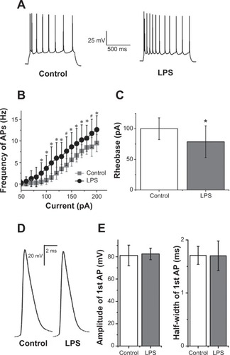 Figure 4 Lipopolysaccharide (LPS) enhanced excitability of hippocampal CA1 pyramidal neurons.Notes: (A) Representative traces showed neuronal responses to a 190 pA depolarizing current for 1 second in control artificial cerebrospinal fluid (Left) and 30 minutes after LPS was added (Right). Note the enhanced neuronal excitability in the presence of LPS. (B) Graph of action potential (AP) frequency shown in mean ± standard deviation for control condition and LPS exposure. The mean action potential frequency significantly increased after LPS exposure. *,#Significant differences (P<0.05 and P<0.01, respectively) compared LPS with control conditions. (C) Reduction of rheobase was significant 30 minutes after LPS application (P<0.05; n=8; paired-sample Student’s t-test). (D) Representative traces showed the first action potential evoked by rheobase current in control artificial cerebrospinal fluid and 30 minutes after LPS was added. (E) Summary data showed there were not significant differences in amplitude and half-width of the first action potential under the rheobase current injection (both P>0.05; n=8; paired-sample Student’s t-test). Holding potential was −70 mV in these processes.