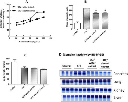 Figure 3 Studies carried out using STZ-diabetic Sprague Dawley rats and corresponding healthy controls. Shown are effects on aldose reductase activity (A), blood glucose levels (B), body weight (C), and effects on mitochondrial complex I activities for each indicated tissues (D), whereby complex I activity was analyzed by BN-PAGE as previously describedCitation16,Citation17 In (B), * indicates p<0.05 when compared with STZ only.