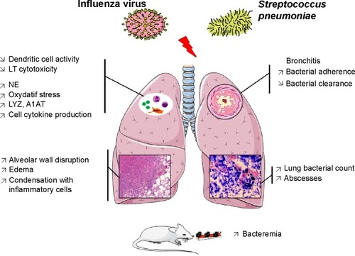 Figure 5 Pathophysiological mechanisms explaining the severity of a Streptococcus pneumoniae pneumonia following an influenza virus lung infection according to mice models.