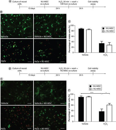 Figure 3. The presence of Wharton’s jelly-derived mesenchymal stem cells after the H2O2 insult is necessary for their neuroprotective effect.Neural cells were either pre-incubated with WJ-MSCs and incubated with WJ-MSC-derived conditioned medium (CM) after the H2O2insult (A–C), or cocultured with WJ-MSCs before and after the H2O2 insult (D–F). (A & D) Experimental design. (B & E) Representative images of cells stained with the LIVE/DEAD kit. Viable cells were stained with calcein-AM (green) while dead cells were stained with ethidium homodimer-1 (red). Scale bars: 50 μm. (C & F) Quantification of cell viability, expressed as the percentage of viable cells. Each n represents the mean fluorescence of four random fields per coverslip, from a total of two independent experiments (n = 5–6 for each group). Bars illustrate mean ± SE.CM: Conditioned medium; H2O2: Hydrogen peroxide; WJ-MSC: Wharton’s jelly-derived mesenchymal stem cell.