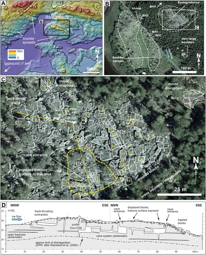 Figure 4. Bodagrottorna roche moutonnée. (A) Setting of Bodagrottorna roche moutonnée (centre), on hill-shaded relief map (© Lantmäteriet). Stippled areas mapped by SGU as boulder spreads. (B) Orthorectified air photo of Bodagrottorna roche moutonnée and immediate surroundings. Two linear boulder spreads extend in a SSE direction. Boreholes locations after Carlsten and Stråhle (Citation2000). (C) Digitised outlines of blocks on orthorectified airphoto (© Lantmäteriet). Numbers indicate block height (z, in m), measured in the field. Line of section for (D) is shown. Location of photos in Figure 5 are indicated. (D) Cross-section of the disrupted roche moutonnée. Approximate limit of disintegration at depth after Wänstedt (Citation2000). Figure © Svensk Kärnbränslehantering AB.