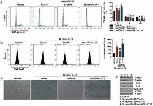 Figure 3. Inhibition of SIRT3 suppressed the effect of USP3 overexpression on IL-1β-mediated cell senescence.