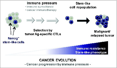 Figure 1. Vaccination-mediated selection and enrichment of Nanog+ tumor cells resistant to antigen-specific cytotoxic T lymphocytes. In this model, the tumor initially comprises a major population of Nanog− cells and a minor population of Nanog+ cells. Immune selection—first instigated by natural host immunosurveillance and then reinforced by vaccination—drives the preferential survival and expansion of the cytotoxic T lymphocyte (CTL)-resistant Nanog+ cancer cells. These Nanog+ malignant cells, in turn, mediate the immune-resistant and stem-like phenotype of the tumor and drive therapeutic failure and disease progression.