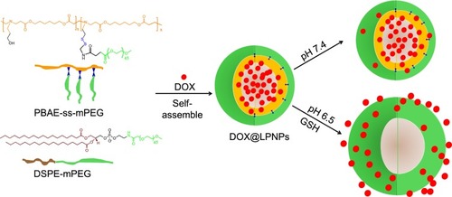 Figure 1 Schematic illustration of self-assembly of hybrid lipid-polymer nanoparticles (LPNPs) loading anticancer drug DOX and controlled release profile triggered by pH and reducing agent.
