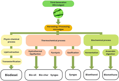 Figure 4. Microalgal-based biofuel production.