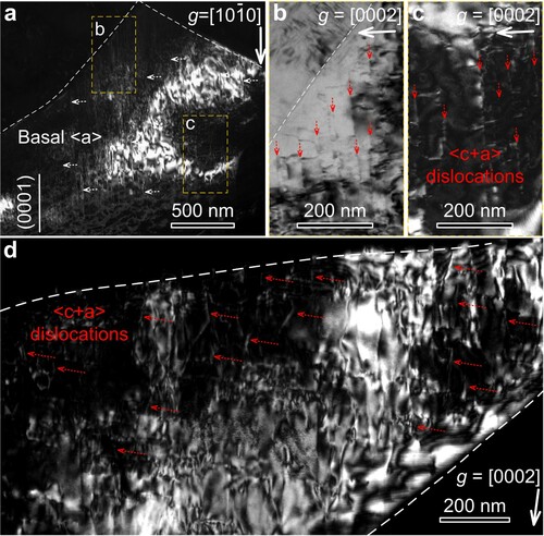 Figure 4. (a) The dark-field TEM image of typical FG after ∼13% tensile deformation under the two-beam condition of g = [101¯0].(b) The bright-field TEM image of region (b) in (a) using g = [0002]; (c) the dark-field TEM image of region (c) in (a) using g = [0002]. (d) The dark-field TEM image of typical FG after ∼23% tensile deformation using g = [0002].