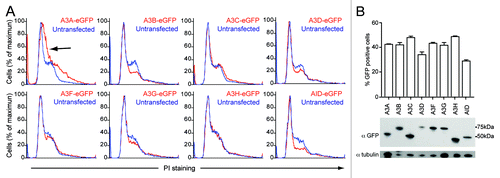 Figure 6. APOBEC3 effects on cell cycle progression in HEK293T cells. (A) DNA flow cytometry profiles of HEK293T cells transfected with APOBEC3-eGFP constructs. Representative profiles of triplicate independent PI-staining experiments are shown at 48 h. APOBEC3-eGFP expressing cell profiles (red) are overlaid on untransfected cells in the same population (blue). The shift toward S-phase in A3A-eGFP expressing cells is indicated (black arrow). (B) Expression of the indicated APOBEC3-eGFP proteins in HEK293T cells as shown by flow cytometry (top) and immunoblotting (bottom).