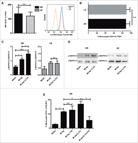 Figure 6. IL17 receptor signaling promotes autophagy through MAPK1/3 in high-responder TB patients. (A and B) IL17RA levels were evaluated by flow cytometry in CD14+ monocytes from HR TB and LR TB patients. (A) Bars represent the MFI (mean fluorescence intensity) ± SEM and a representative histogram of flow cytometry is shown. (B) Bars represents the percentage of CD14+ IL17RA+ cells ± SEM (C and D) Adherent cells from HR TB and LR TB were stimulated with sonicated M. tuberculosis antigen (Mt- Ag, 10 µg/ml) ± recombinant IL17A (10 ng/ml) for 24 h. Phosphorylated and total MAPK1/3 expressions were then measured by western blot. (C) Densitometry of the images was performed, and the ratios of p-MAPK1/3 to t-MAPK1/3 protein expression were expressed as arbitrary units. (D) Results from a representative HR and a LR TB patient are shown. (E) PBMC from HR TB were incubated with or without an inhibitor of activation of MAPK1/3 (PD98059 [PD], 50 μM) for 1 h and then stimulated with sonicated M. tuberculosis (Mt- Ag, 10 µg/ml) ± recombinant IL17A (10 ng/ml) for 24 h. Autophagy levels were evaluated by flow cytometry against intracellular saponin-resistant LC3A,B-II on CD14+ cells. Bars represent the mean values of the percentage of CD14+ LC3A,B-II+ cells ± SEM. *P < 0.05 and **P < 0.01. P values were calculated by the Mann-Whitney test for unpaired samples (A, B) and one-way ANOVA with the post hoc Tukey multiple comparisons test (D, E).