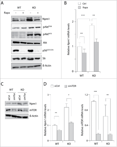 Figure 2. Inhibition of mTOR signaling reduces Npm1 expression in MEFs. (A) Cultured wild-type (WT) and Pten knockout (KO) cells were treated for 24 hours in the absence or the presence of 20 nM rapamycin. Cell extracts were prepared and aliquots containing 30 µg of total proteins were resolved by SDS-PAGE for proteins visualization by Western blotting. (B) Cells were incubated as above except that rapamycin was added to the medium for 4 hours. Npm1 and mTOR expression levels were then assayed by RT-qPCR from mRNA isolated from WT and KO MEFs for Pten and levels were normalized by comparison to the 36b4 mRNA. Bar graphs show the mean levels of at least three independent experiments (±SEM) of qPCR-amplified Npm1 (normalized to 1.0 for control untreated WT MEF cells). (C) Western blot analysis of total Npm1 and mTOR in MEF cells treated with a pool of siRNA (50 nM) for 48 hours against mTOR. β-Actin levels are shown as a loading control. (D) RT-qPCR analysis of Npm1 expression after depletion of mTOR. Errors bars represent mean ± SEM normalized to WT untreated cells (n = 3; *, p < 0.05; **, p < 0.01; ***, p < 0.001).