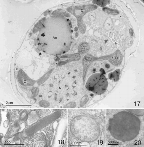 Figs 17–20. TEM of Pileidinium ciceropse, gen. et sp. nov.. Fig. 17. Longitudinal section through the cell. Fig. 18. Longitudinal profile of trichocyst. Fig. 19. Mitochondria with tubular cristae. Fig. 20. Accumulation body. Abbreviations: N; dinokaryotic nucleus, Py; pyrenoid, G; Golgi body, C; chloroplast, m; mitochondria, Ac; accumulation body, Pu; pusule.