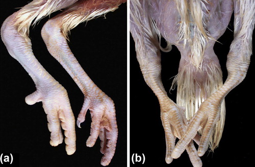 Figure 1.  (1a) Normal legs of a 28-day-old turkey and (1b) legs of a 42-day-old turkey showing bilateral chondrodystrophy; although weights were comparable, the chondrodystrophic turkey has short, thick shanks and toes compared with the unaffected turkey. The affected legs also have enlarged hocks, and there is marked medial bowing of both, which has resulted in bilateral varus deformity. The unaffected turkey died of round heart disease while the chondrodystrophic turkey was a cull.