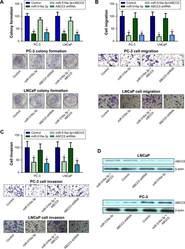 Figure 3 miR-516a-3p regulates cell proliferation, invasion, and migration through directly inhibiting ABCC5. (A) Knockdown of ABCC5 can mimic the suppression of colony formation induced by miR-516a-3p in PCa cells. (B) Knockdown of ABCC5 can mimic the suppression of migration activity induced by miR-516a-3p in PCa cells. (C) Knockdown of ABCC5 can mimic the suppression of invasion activity induced by miR-516a-3p in PCa cells. (D) The efficiency of ABCC5 knockdown and ectopic expression of miR-516a-3p was confirmed at the protein level by Western blot. Restoration of ABCC5 abrogates miR-516a-3p-induced suppression of PCa cell colony formation, migration, and invasion. *P<0.05.