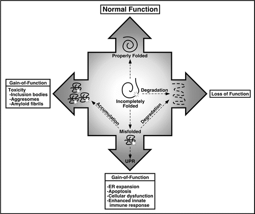 Figure 1 Consequences of protein misfolding. Proper folding of newly synthesized proteins is critical for normal function. Protein misfolding has been linked to a number of diseases that can be broadly categorized as loss-of-function or gain-of-function. Loss-of-function phenotypes result from destruction of partially folded or misfolded proteins by elaborate quality control processes. Gain-of-function phenotypes can result from toxicity if the gene product accumulates and/or activation of cellular stress response pathways such as the UPR. HLA-B27 misfolding is hypothesized to result in gain-of-function abnormalities through sensitization of immune response cells such as macrophages to other exogenous stimuli as reviewed in this chapter.
