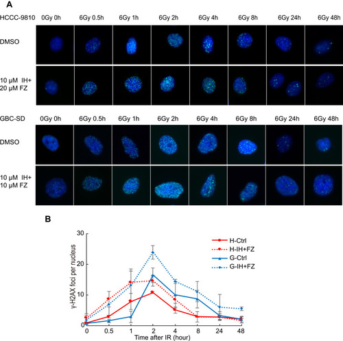 Figure 5 The combination of icotinib hydrochloride (IH) and fluzoparib (FZ) increased IR-induced γ-H2AX focus formation and prolonged focus retention. (A) Cells were treated with IH and FZ for 4 hours, received 0 Gy or 6 Gy radiation, and were harvested at the indicated time points before immunofluorescence. γ-H2AX foci were observed under microscopy. (B) The mean number of γ-H2AX nuclear foci per nucleus was determined and is expressed in arbitrary units. Red curves were drawn based on the number of foci among HCCC-9810 cells, and blue curves were drawn based on the number of foci among GBC-SD cells. The means from 3 independent experiments are shown.