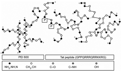 Figure 1.  Chemical structure of PEI600 conjugated to a Tat peptide through the formation of an amide bond. PEI 600 was conjugated to the last glycine residue of Tat peptide to synthesize a peptide–polymer hybrid [14].