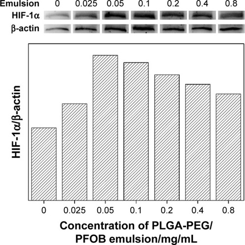 Figure 5 Western blot analysis of HIF-1α and β-actin and their densitometric analysis in A549 cells at 10% oxygen concentration after 4 h of hypoxia treatment with the addition of the PLGA-PEG/PFOB emulsion.Abbreviations: HIF-1α, hypoxia-inducible factor-1α; PLGA-PEG, poly(lactide-co-glycolide)-poly(ethylene glycol); PFOB, perfluorooctyl bromide.