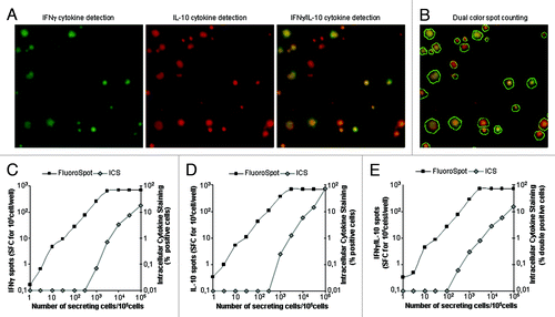 Figure 1. Detection of dual IFNγ− and IL-10-producing cells using the FluoroSpot assay and flow cytometry. Increasing numbers of transfected CHOγ10 cells constitutively secreting IFNγ and IL-10 cytokines were mixed with non-transfected CHO cells. Each cellular mix was incubated overnight in medium in FluoroSpot plates (105 cells/well). An amount of 5 µg/ml Brefeldin A was added 6 h after the start of incubation for intracellular cytokine staining (ICS) by flow cytometry. Each FluoroSpot condition was performed in triplicate. (A) Image of an IFNγ/IL-10 FluoroSpot with dual-color spots: green filter (IFNγ green spot), red filter (IL-10 red spots), and composite picture of both filters. (B) Same composite picture as in (A), counted with Immunospot® 5.16 (dual color spots are circled in white). Comparative analysis of signal obtained for IFNγ (C), IL-10 (D), and dual IFNγ+/IL10+ detection using the FluoroSpot assay or flow cytometry (ICS).