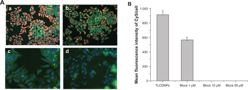 Figure 11 Effect of LHRH blocking on the uptake of nanoparticles by BEL-7402 cells.Notes: (A) Images of BEL-7402 cells treated under different conditions using High Throughput Screening (a) TLCDNPs; (b) block 1 μM: cells pre-incubated with 1 μM LHRH analog peptide; (c) block 10 μM: cells pre-incubated with 10 μM LHRH analog peptide; (d) block 50 μM: cells pre-incubated with 50 μM LHRH analog peptide; (B) mean fluorescence intensity.Abbreviations: LHRH, luteinizing hormone-releasing hormone; TLCDNPs, transactivator of transcription – luteinizing hormone-releasing hormone (TAT-LHRH)-chitosan/DNA nanoparticles.