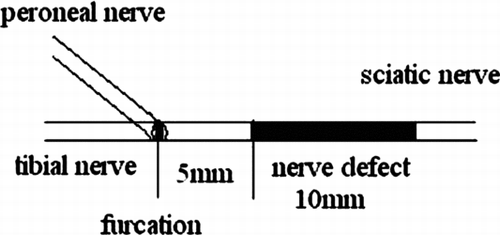 Figure 1 The sciatic nerve defect model.