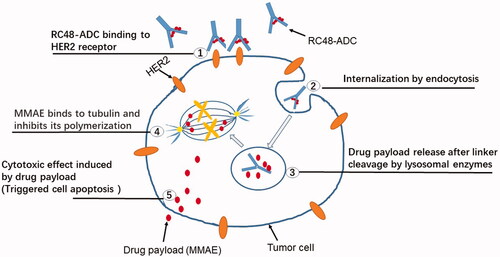 Figure 3. The anticancer mechanism of RC48. HER2 is highly expressed on tumor cells, and RC48 has a high affinity with HER2 to formulate the RC48-HER2 complex. Once the RC48-HER2 complex is internalized, MMAE is generated from Hertuzumab-VC-MMAE, and unites to β-tubulin, preventing cellular fission by suppressing microtubule assembly, leading to apoptosis and cell death.
