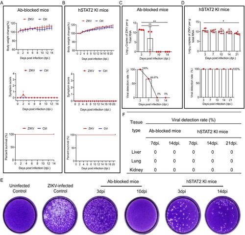 Figure 1. Incidence of ZIKV-infected immunocompetent murine models.(A & B) Body weights, symptom scores and survival rates of ZIKV-infected Ab-blocked mice (A) or hSTAT2 KI mice (B) were monitored daily (n = 3–4 mice for each group);(C & D) ZIKV viral load and detection rate in peripheral blood of ZIKV-infected Ab-blocked mice (A) or hSTAT2 KI mice (B) were detected by RT-qPCR (n = 3–7 mice for each group);(E) Representative graph of plaque assay of serum from ZIKV-infected Ab-blocked mice and hSTAT2 KI mice;(F) ZIKV viral detection rate in major organs of immunocompetent murine models (n = 3-6 mice for each group). Results were shown as means ± SEM and analyzed using the two-sided Student’s t test. *p < 0.05, **p < 0.01.