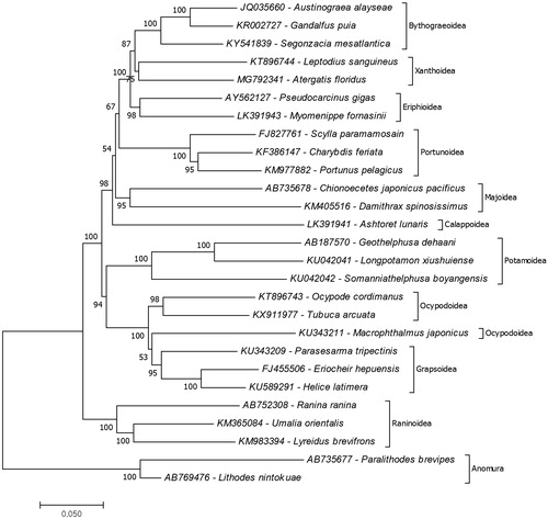 Figure 1. Molecular phylogeny of A. floridus in the infraorder Brachyura based on mitochondrial protein coding genes amino acid sequences. The data belong to A. floridus (MG792341) provided in the present study. The remained mitochondrial genome data retrieved form the GenBank. The species belongs to the infraorder Astacidea represents an outgroup for phylogenetic tree.