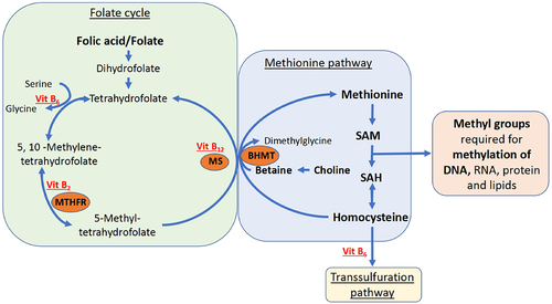Figure 1. Simplified overview of the one-carbon metabolism.