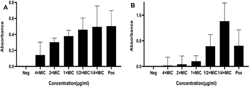 Figure 2 The effects of BER alone on biofilm formation of MRSA strains. (A) Control (B) ST 239; relative biofilm formation levels were represented as mean±SD of at least two biological replicates; significant difference was determined at P < 0.0001 with comparison between the groups.