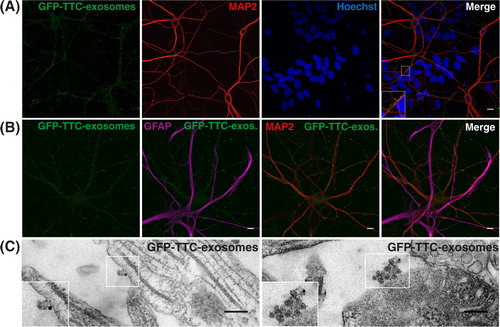 Fig. 4.  Neuronal exosomes bearing GFP–TTC bind specifically to neurons. (A) Exosomes released by cortical neurons pre-incubated with GFP–TTC were harvested, pelleted at 100,000×g and separated on a sucrose gradient. Three GFP–TTC containing fractions (sucrose density of 1.1–1.15 g/ml) were pooled, pelleted, resuspended in incubation medium and incubated for 1 h on hippocampal cell cultures (16 DIV) (A, B, C). A) After washing, cells were immunostained with anti-MAP2 antibody (red) to label neurons. Hoechst nuclear staining shows the presence of numerous MAP2 negative cells which are not stained with GFP–TTC exosomes (maxima intensity). (B) After washing, cells were immunostained with anti-MAP2 antibody (red) to label neurons and anti-GFAP to stain astrocytes (magenta). (C) Cells were washed and processed for immunogold labelling using anti-GFP and processed for EM observation. Single or aggregated exosomes carrying gold-labelled GFP–TTC can be seen on the surface of neurons. Scale bars: (A, B) 10 µm, (C) 500 nm.