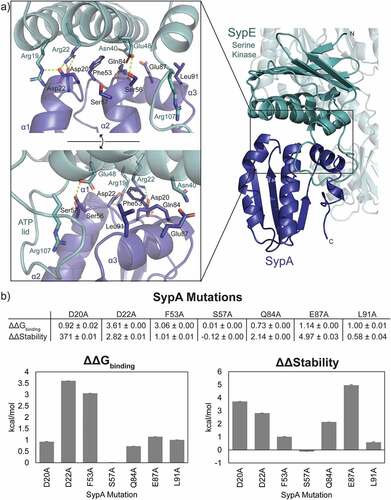 Figure 5. SypA-Sype binding interaction and simulated mutagenesis. a) Binding interface of the optimized ColabFold prediction with SypA (blue) bound to the SypE serine kinase domain (green). SypA residues are labeled in black and SypE residues are labeled in green. Yellow dash lines denote potential hydrogen bonds. b) Simulated mutagenesis data for ΔΔGbinding and ΔΔStability for the SypA-SypE binding interaction with data represented in graphical form below. Data are the mean ± standard error in kcal/mol each calculated from 10 simulations.