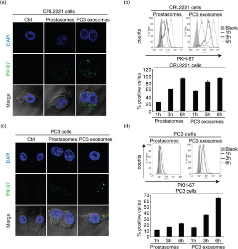 Fig. 3.  EVs are taken up by prostate healthy and cancer cells. Uptake of PKH67-labelled (a) prostasomes (representing 1 µg protein) and (c) PC3 exosomes (representing 1 µg protein) by prostate epithelial CRL2221 cells and PC3 cells, illustrated by confocal microscopy after 3 h of incubation (scale bar: 5 µm). Estimation of PKH67-labelled (b) prostasomes and (d) PC3 exosomes. EV uptake (measured by flow cytometry) after 1 h, 3 h and 6 h at 37°C and results are presented as percentage of positive cells and fluorescence intensity (mean values±SEM, n = 3)