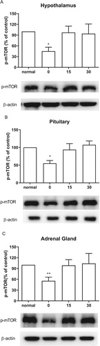 Figure 5. Effect of acute CWSS on mTOR protein expression in the HPA axis. The protein p-mTOR expression in the hypothalamus (A), in the pituitary (B), and the adrenal gland (C) were analyzed by Western blot. β-Actin (1:1000 dilution) was used as an internal loading control. Signals were quantified with the use of laser scanning densitometry and expressed as a percentage of the control. Values are mean ± SEM. The number of animals in each group was 6. *p < 0.05, **p < 0.01, ***p < 0.001.