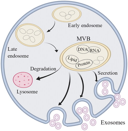 Figure 1. The growth and formation of exosomes. Exosomes are small vesicle structures with an inner diameter of 30–100 nm. The cell membrane invaginates to form early endosomes, which further mature and eventually form multivesicular bodies (MVBs). Some of the MVBs are degraded by lysosomes while the other MVBs fuse with the cell membrane and release the exosomes. Exosomes contain DNA, RNA, phospholipids and proteins and enter the body to play a role through receptor interaction, fusion-absorption and endocytosis–exocytosis.