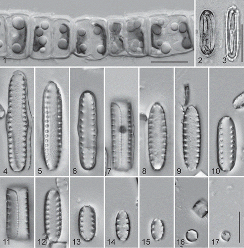 Figs. 1–17. Diprora haenaensis from Maniniholo Dry Cave, Kauaʻi, Hawaiʻi, USA, LM. 1. Chain of living cells showing H-shaped chloroplast and lipid droplets. 2, 3. Valve view of field-fixed specimens, showing H-shaped chloroplasts. 4–17. Cleaned cells in valve (Figs 4–6, 8–10, 12–17) and girdle (Figs 7, 11) views, showing size diminution series. Initial valves are tumid at the centre and linear-elliptical; valves of vegetative cells become elliptical to round at the small end of the series. Scale bars = 10 µm.