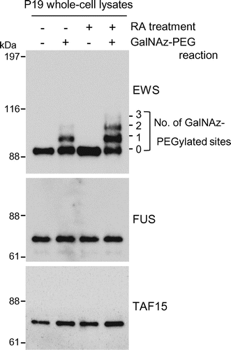 Fig. 1. Monitoring of O-GlcNAc glycosylated species of FET proteins before and after the induction of neuronal differentiation in mouse embryonic carcinoma P19 cells.