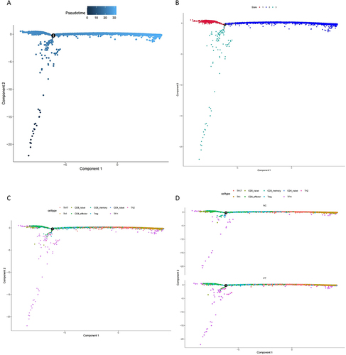 Figure 3 (A) The pseudo time cell developmental trajectories of nine T cell clusters. (B) Three development states of T cells. (C) Development state of nine T cell subsets. (D) Development trajectory alteration in PT and NC.