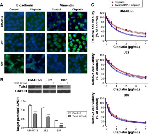 Figure 3 Cisplatin treatment induced EMT in bladder cancer cells.