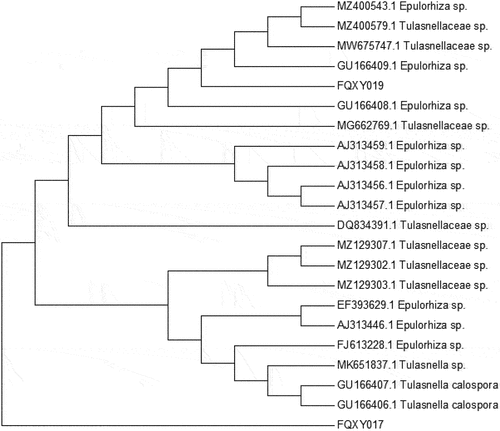 Figure 6. Phylogenetic tree based on ITS-rDNA sequence of mycorrhizal fungi isolated from Paphiopedilum barbigerum and the closest identified relatives from GenBank.