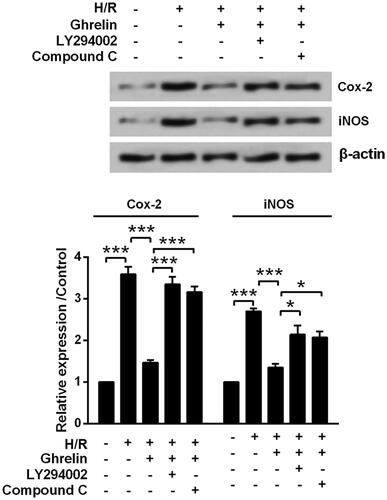 Figure 6. Ghrelin protects H9c2 cells against hypoxia/reoxygenation (H/R)-induced the expression of Cox-2 and iNOS via PI3K/AKT and AMPK pathways. H9c2 cells were pretreated with 0.1 μM ghrelin in the presence or absence of LY294002/Compound C and then were subjected to H/R. Expression of Cox-2 and iNOS was measured by Western blot. * and *** stand for p<.05 and p<.001, respectively.