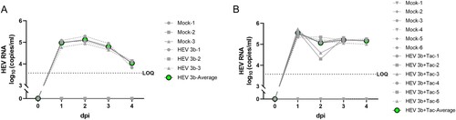 Figure 3. HEV replication in human primary Sertoli cells. HEV-3b was used to inoculate the primary human Sertoli cells. HEV RNA in the supernatants was quantified by RT-qPCR over time. HEV RNA in supernatants of human primary Sertoli cells infected with (A) HEV-3b or (B) additionally treated with tacrolimus. Prolonged release of HEV RNA in supernatants was seen in tacrolimus-treated Sertoli cells. dpi, day post-inoculation; HEV, hepatitis E virus; LOQ, lower limit of quantification; Tac, tacrolimus.