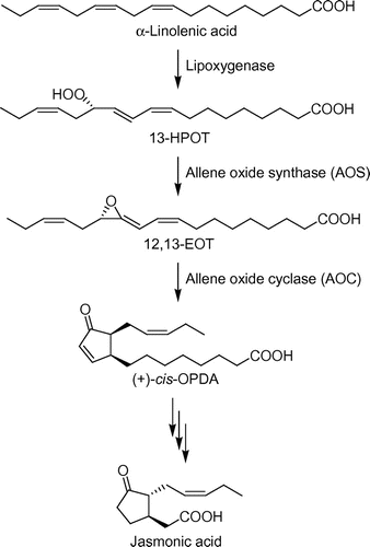 Fig. 3. Biosynthesis of jasmonic acid.