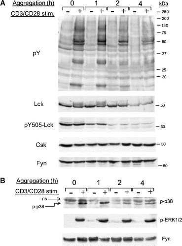 Figure 6. Reduced TCR signalling in aggregated cells. (A) Jurkat T cells were aggregated for the times shown and then left unstimulated or were stimulated with a combination of anti-CD3 and anti-CD28 antibodies. Whole cell lysates were sequentially probed with antibodies to pY, Lck, phospho-Y505, Csk and Fyn. (B) Cells were treated as in (A) and lysates were analysed for activation-specific phosphorylation of p38 and ERK1/2 proteins. Equivalent protein loading was determined by anti-Fyn blotting of the membrane. ns; non-specific.