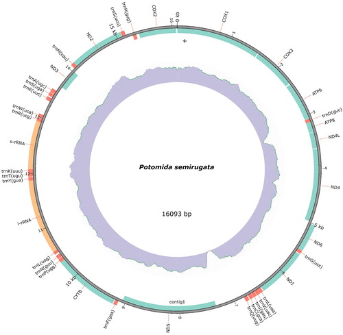 Figure 2. Mitogenome map of Potomida semirugata. The plot, created with the annotation model of MITOZ, displays the gene features and their strand positioning on the assembly. PCGs are in green, tRNAs are in red, and rRNAs are in orange. The read depth distribution is displayed in the middle track and GC content in the innermost track.