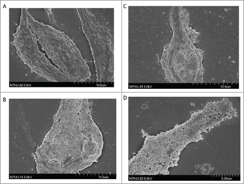 Figure 5. The morphology of treated SW480 cells by 80 µg/ml KL15 for different time lengths from (A) 0 h, (B) 1 h, (C) 12 h, and (D) 24 h was examined by SEM.