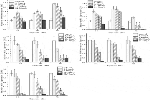 Figure 3. The effect of chromium (VI) on mRNA expression of CAT, GST, ATG5, cyclin B3 and SAP4 in the spermary of G. coaxans. Bars represent the mean ± SD, n = 9. Statistical significance was denoted by *P < 0.05 and **P < 0.01 versus the control group on the same day (ANOVA-LSD).