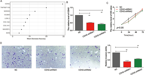 Figure 7 CDH2 knockdown inhibits HL-60 cells proliferation and invasion capability. (A) Random Forest feature importance ranking for the 13 EMT genes. (B) Detection of CDH2 expression in HL-60 cells by RT-PCR. (C) CCK8 experiment to assess the effect of CDH2 on HL-60 cells proliferation. (D) Trans-well experiment to evaluate the impact of CDH2 on HL-60 cells invasion capability. **p <0.01.